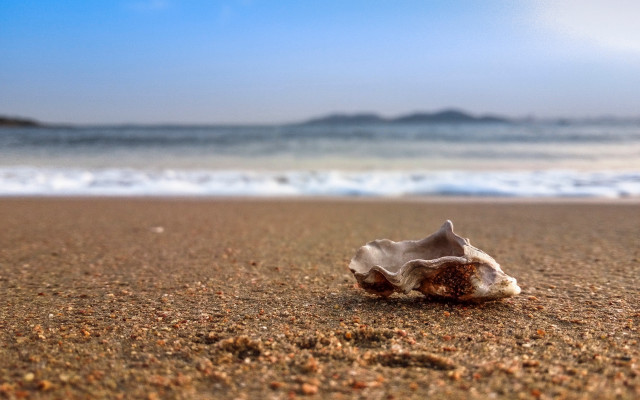 Shell sand ocean waves blue free wallpaper - medium preview image