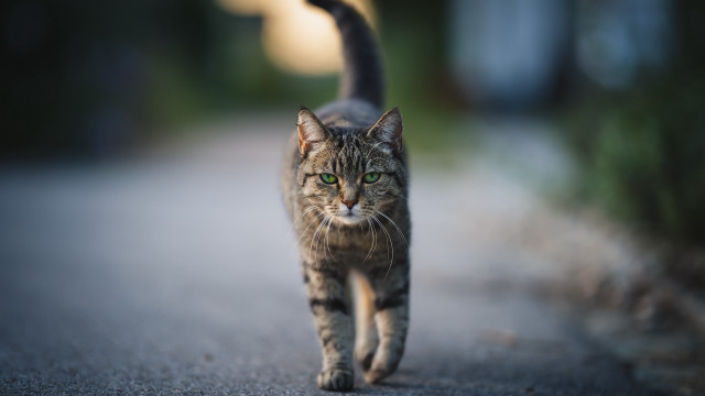 Cat road blurry background rayonism free wallpaper - medium preview image