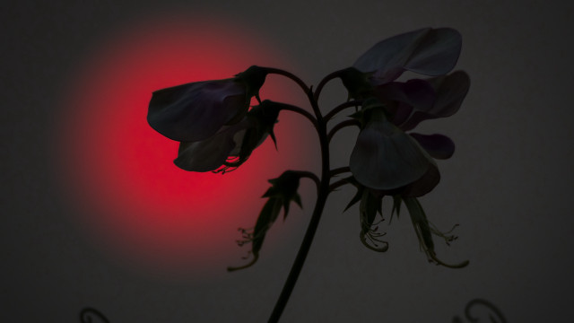 Flower red light black love free wallpaper - medium preview image