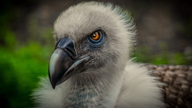 Bird beak yellow eye nature free wallpaper - medium preview image