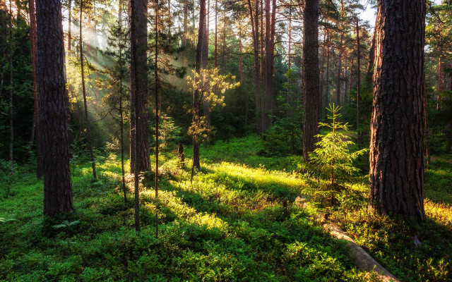 Forest sunlight trees grass nature free wallpaper - medium preview image