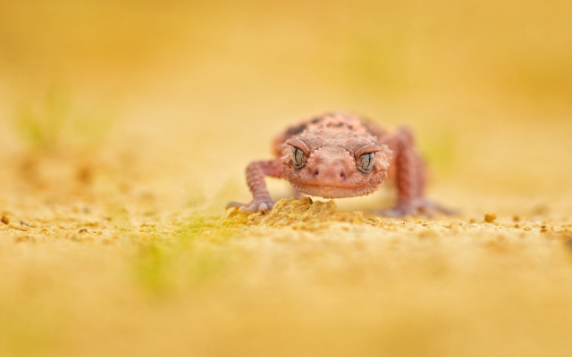 Small lizard dirt field grass free wallpaper - medium preview image