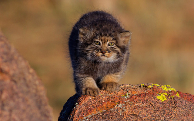 Small kitten rock grass dirt free wallpaper - medium preview image