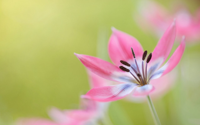 Pink flower butterfly macro depth #2 free wallpaper - medium preview image