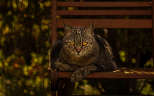 Cat christmas forest yellow eyes free wallpaper - medium preview image