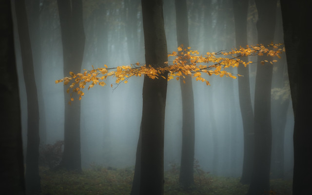 Foggy forest yellow branch autumn free wallpaper - medium preview image