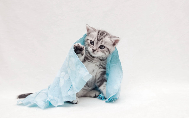 Kitten playing blue bag white free wallpaper - medium preview image