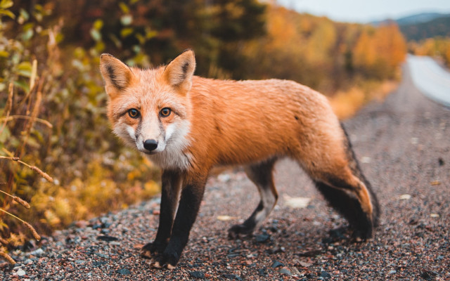 Red fox autumn bushes blurry free wallpaper - medium preview image