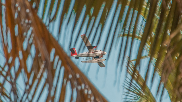 Small plane palm tree sky free wallpaper - medium preview image