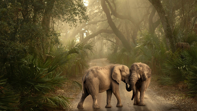 Two elephants walking forest foggy free wallpaper - medium preview image
