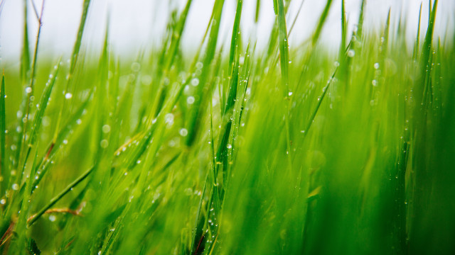 Grass water droplets macro nature #5 free wallpaper - medium preview image