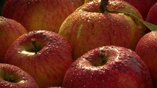 Red apples water droplets green free wallpaper - medium preview image