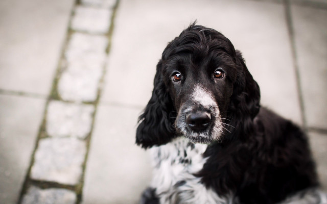 Black and white dog sad free wallpaper - medium preview image