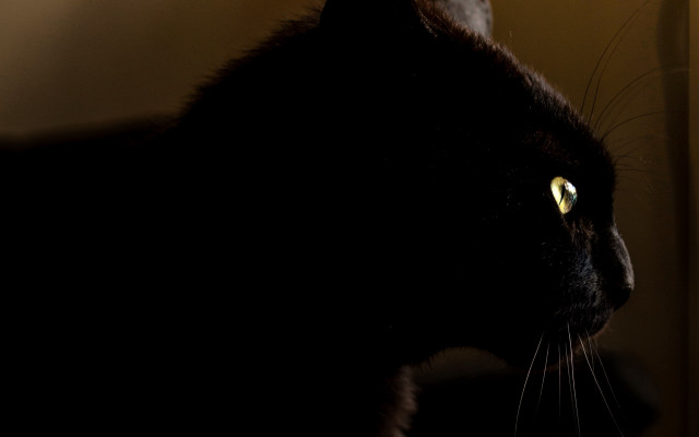 Black cat yellow eyes anamorphic free wallpaper - medium preview image