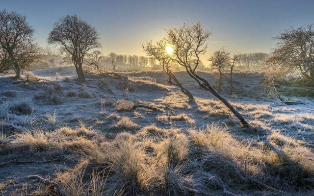 Frosty field sunset trees bushes free wallpaper - medium preview image