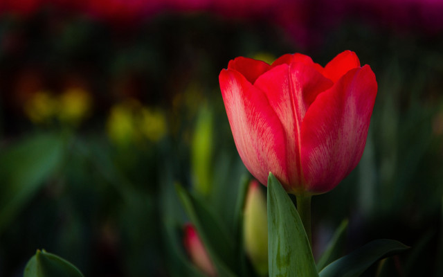 Red tulip macro field bokeh free wallpaper - medium preview image