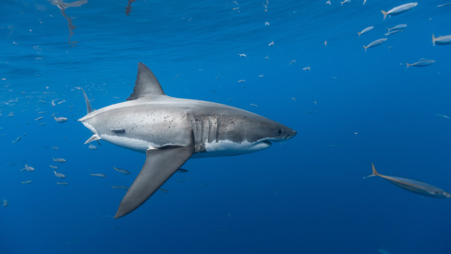 Large shark ocean fish precisionism free wallpaper - medium preview image