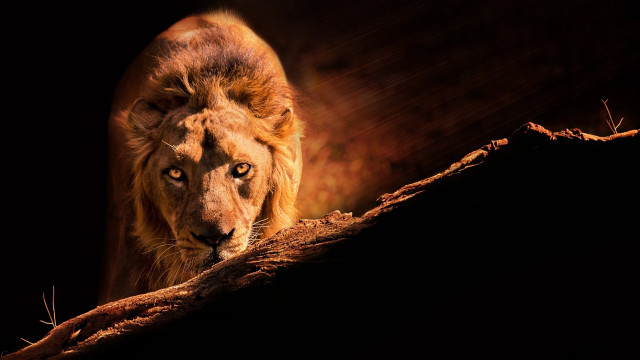 Lion walking rock dark blurry free wallpaper - medium preview image