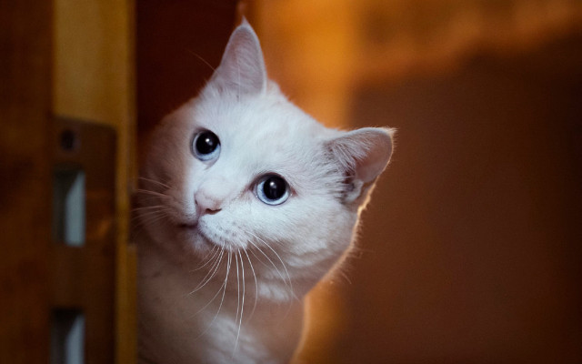 White kitten blue eyes wooden free wallpaper - medium preview image