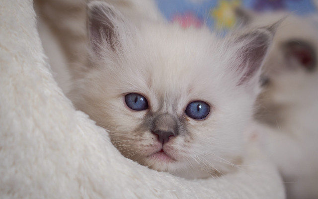 White kitten blue eyes sad #2 free wallpaper - medium preview image