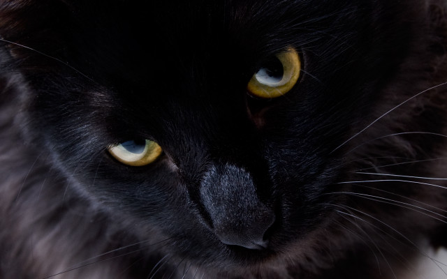 Black cat yellow eyes serious #4 free wallpaper - medium preview image