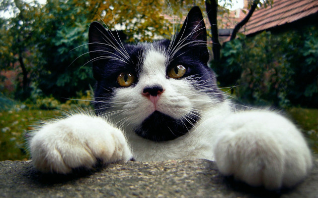 Black white cat yellow eyes #19 free wallpaper - medium preview image