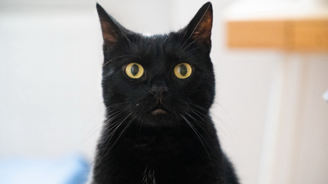 Black cat yellow eyes serious #8 free wallpaper - medium preview image