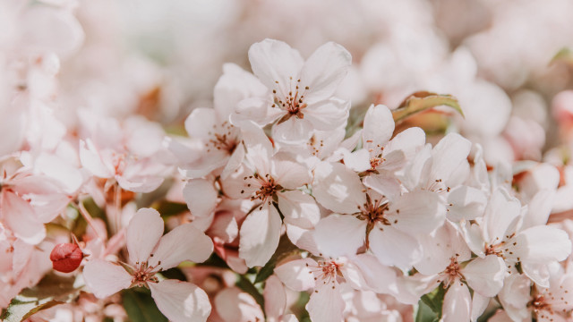 Pink flowers green leaves blurry #7 free wallpaper - medium preview image