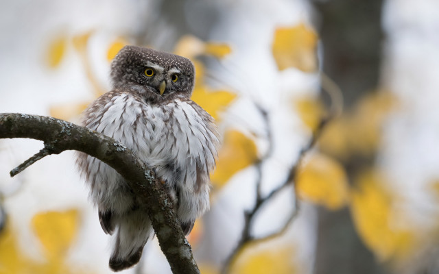 Small owl forest yellow leaves free wallpaper - medium preview image