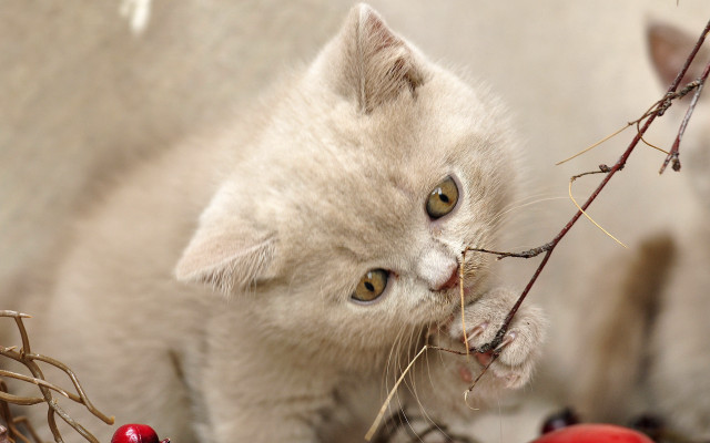 Kitten berry branch cat Carlos free wallpaper - medium preview image