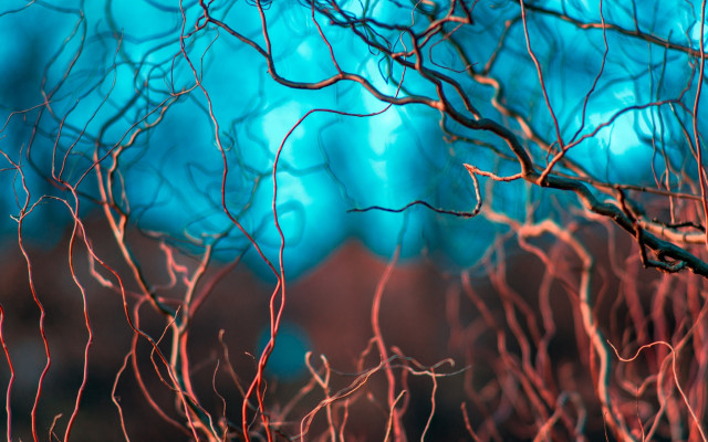 Red branch blue sky blurry free wallpaper - medium preview image
