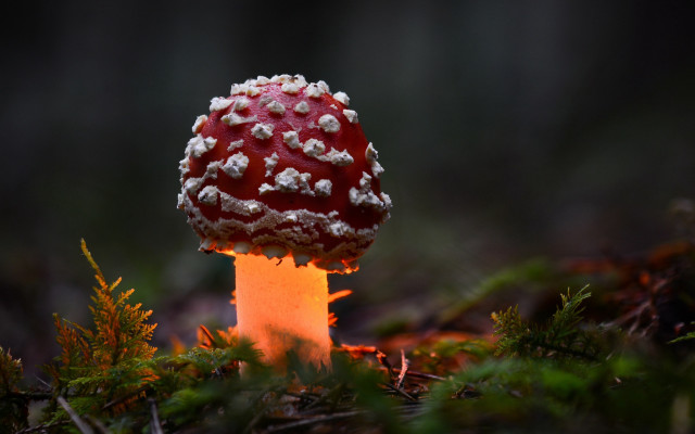 Mushroom white speckles grass fire free wallpaper - medium preview image