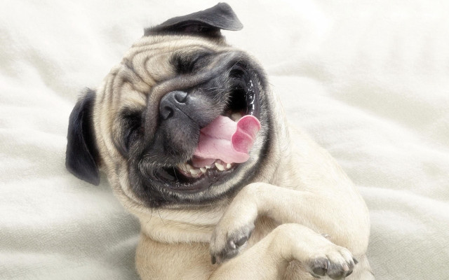 Small dog tongue out bed free wallpaper - medium preview image