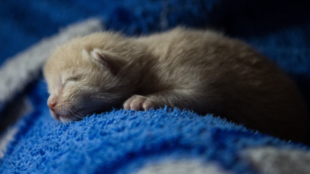 Small white kitten sleeping blue free wallpaper - medium preview image