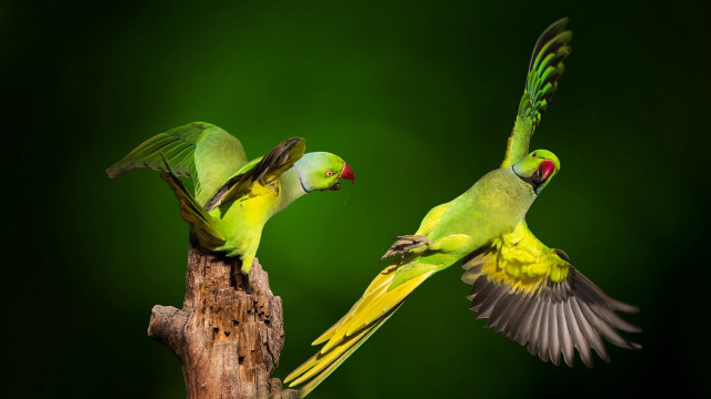 Green birds flying branch forest free wallpaper - medium preview image
