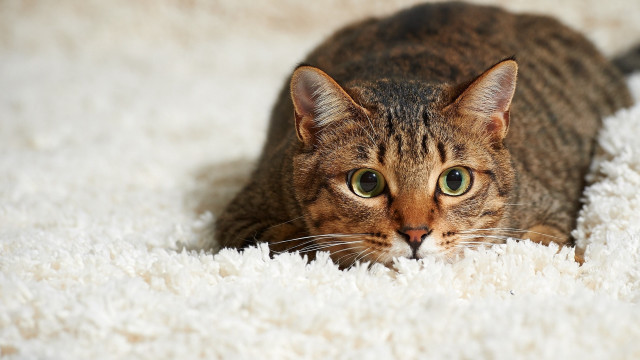 Curious cat white carpet focus free wallpaper - medium preview image