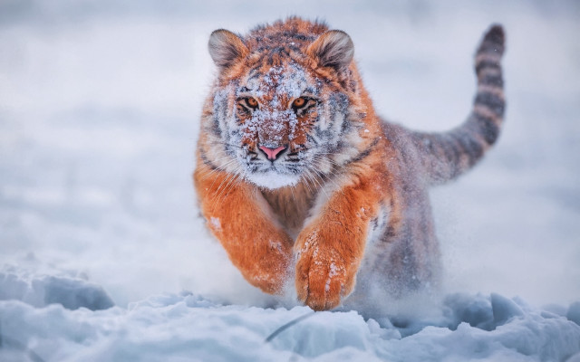 Tiger running snow wild impressionist #2 free wallpaper - medium preview image