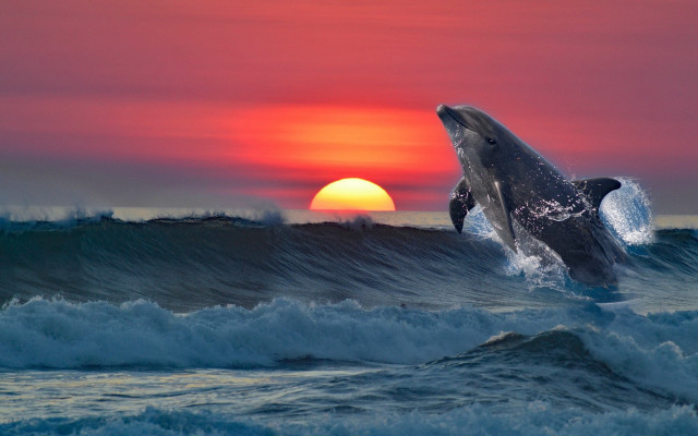 Dolphin sunset ocean wave surreal free wallpaper - medium preview image