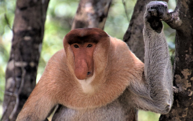 Brown monkey tree reach out free wallpaper - medium preview image