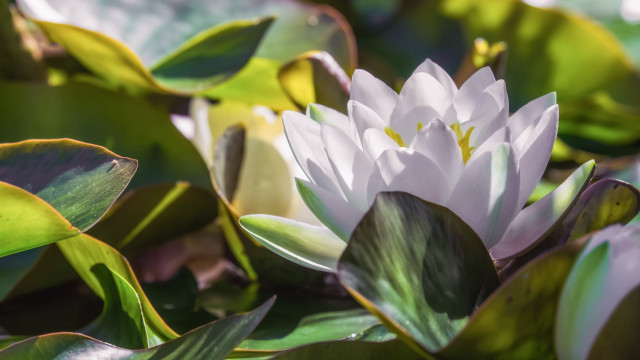 White flower green leaves lily free wallpaper - medium preview image