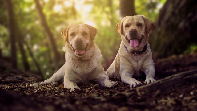 Dogs lying in woods tongue free wallpaper - medium preview image