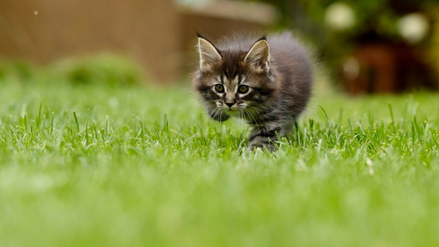 Kitten green field sunny bokeh free wallpaper - medium preview image