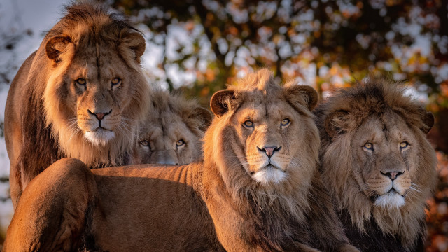 Lions rock forest focus blurry free wallpaper - medium preview image