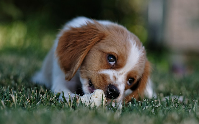 Dog chewing toy grass outdoors free wallpaper - medium preview image