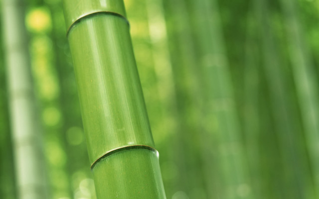 Bamboo green leaves sunlight shining free wallpaper - medium preview image