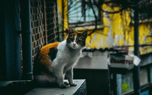 Cat ledge building yellow fence free wallpaper - medium preview image
