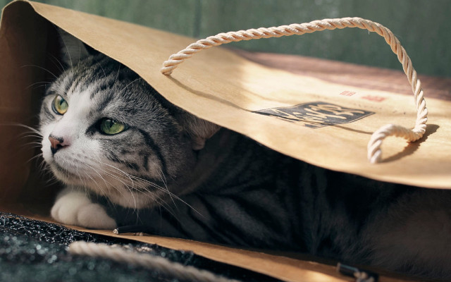 Black cat laying bag handle free wallpaper - medium preview image