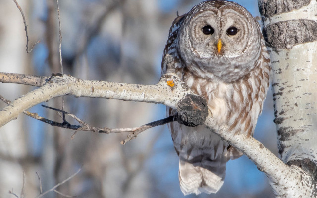 Owl perched branch forest no free wallpaper - medium preview image