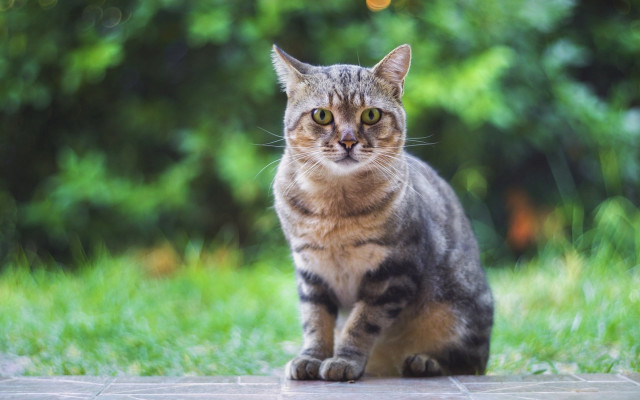Cat park path grass bush free wallpaper - medium preview image