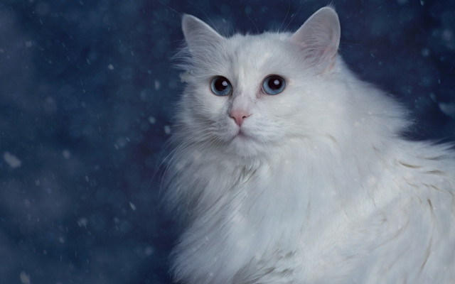 White cat blue eyes sitting #2 free wallpaper - medium preview image